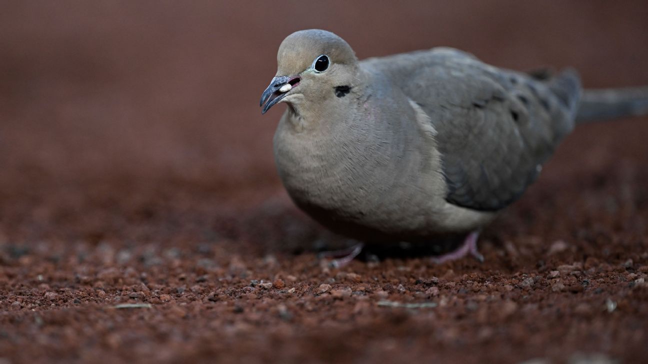 📈 Shell Shock: Ισπανική λέσχη απαγόρευση ηλίανθου σπόρου